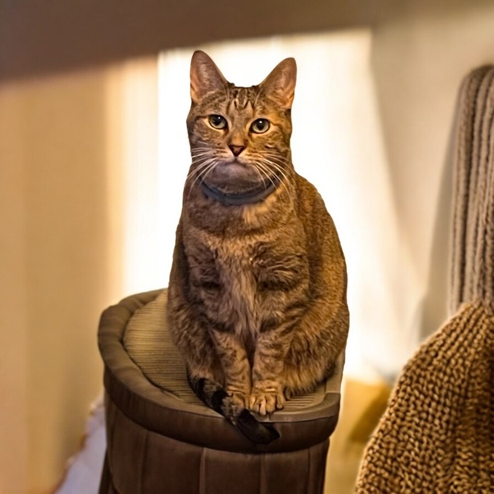 Frigg, an adoptable Domestic Short Hair in Blanchard, OK, 73010 | Photo Image 4
