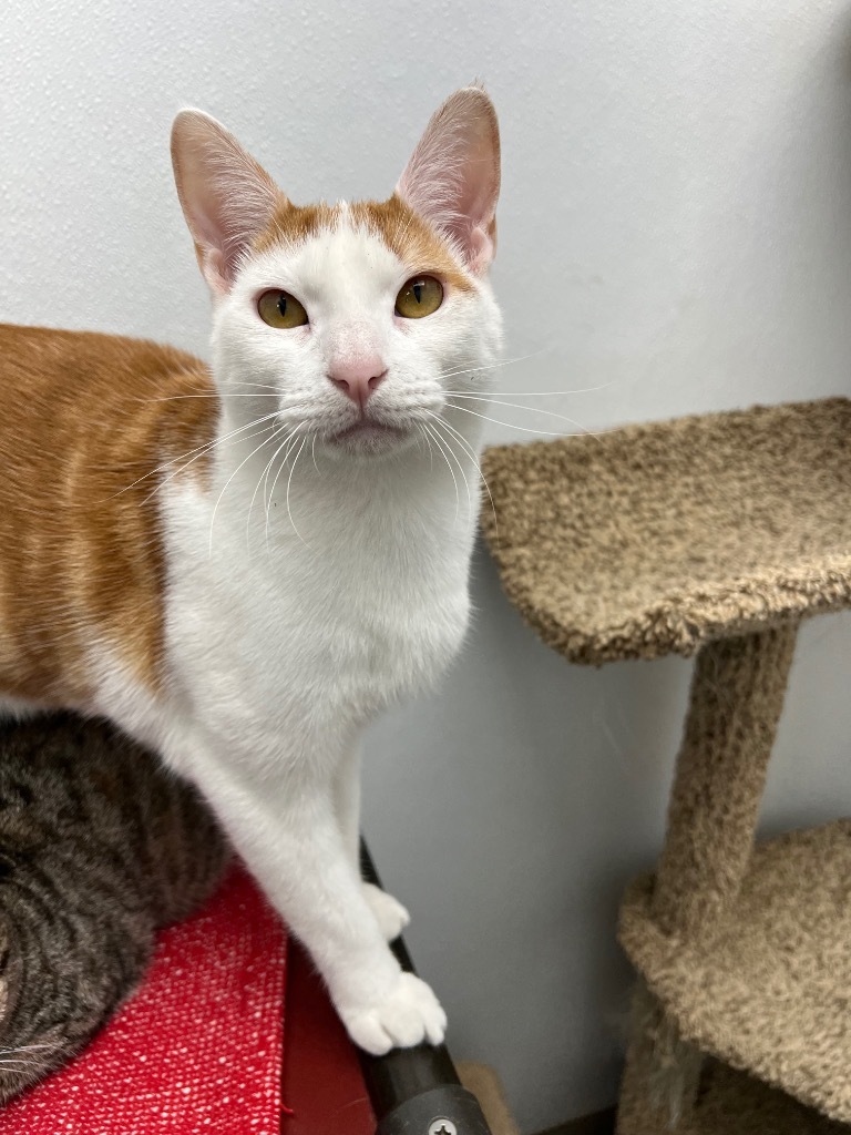 Xavier, an adoptable Domestic Short Hair in Corpus Christi, TX, 78414 | Photo Image 1