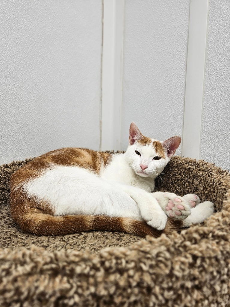 Xavier, an adoptable Domestic Short Hair in Corpus Christi, TX, 78414 | Photo Image 2
