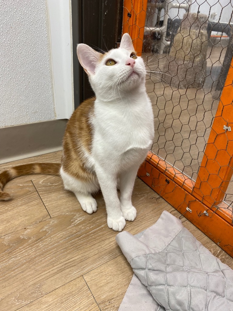 Xavier, an adoptable Domestic Short Hair in Corpus Christi, TX, 78414 | Photo Image 3