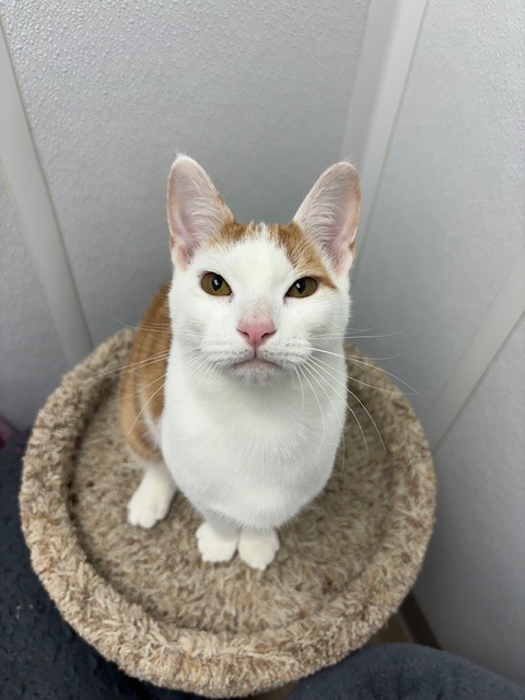 Xavier, an adoptable Domestic Short Hair in Corpus Christi, TX, 78414 | Photo Image 4