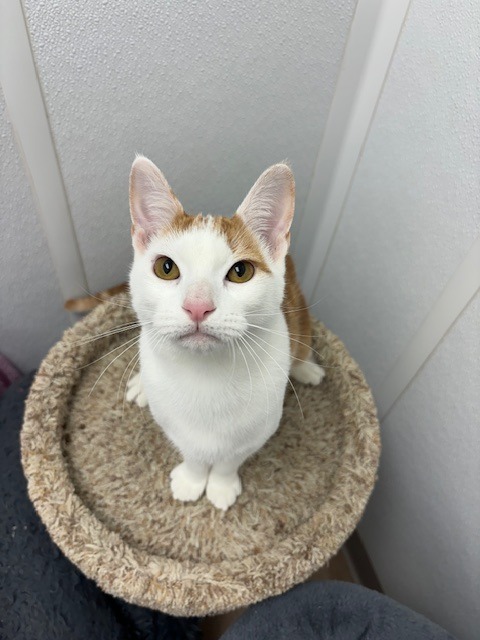 Xavier, an adoptable Domestic Short Hair in Corpus Christi, TX, 78414 | Photo Image 5