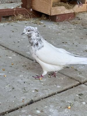Mars is a mystery to us at Palomacy No really We get a lot of pigeons in some flooding in