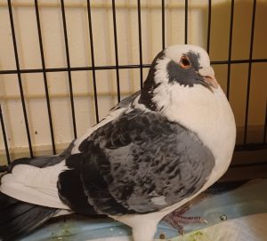 Sir Sebastian self rescued on a Vallejo stoop where his coloring and large size made them wonder if 