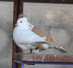 Meet Latte Latte is a big gentle puffy curious quiet soft cutie patootie that was lucky to mak