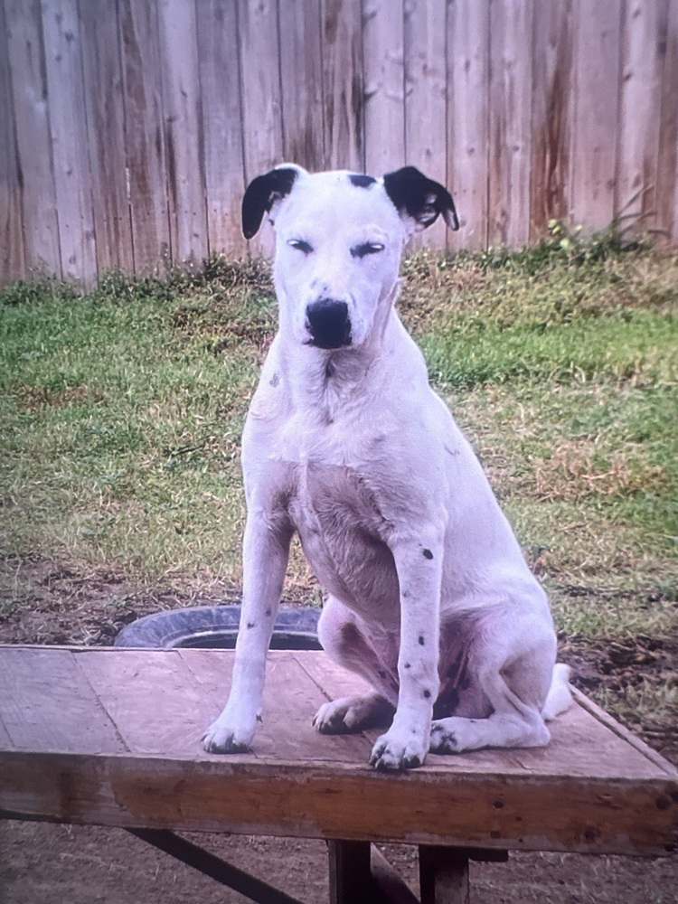 Electra SC, an adoptable Mixed Breed in San Angelo, TX, 76905 | Photo Image 1
