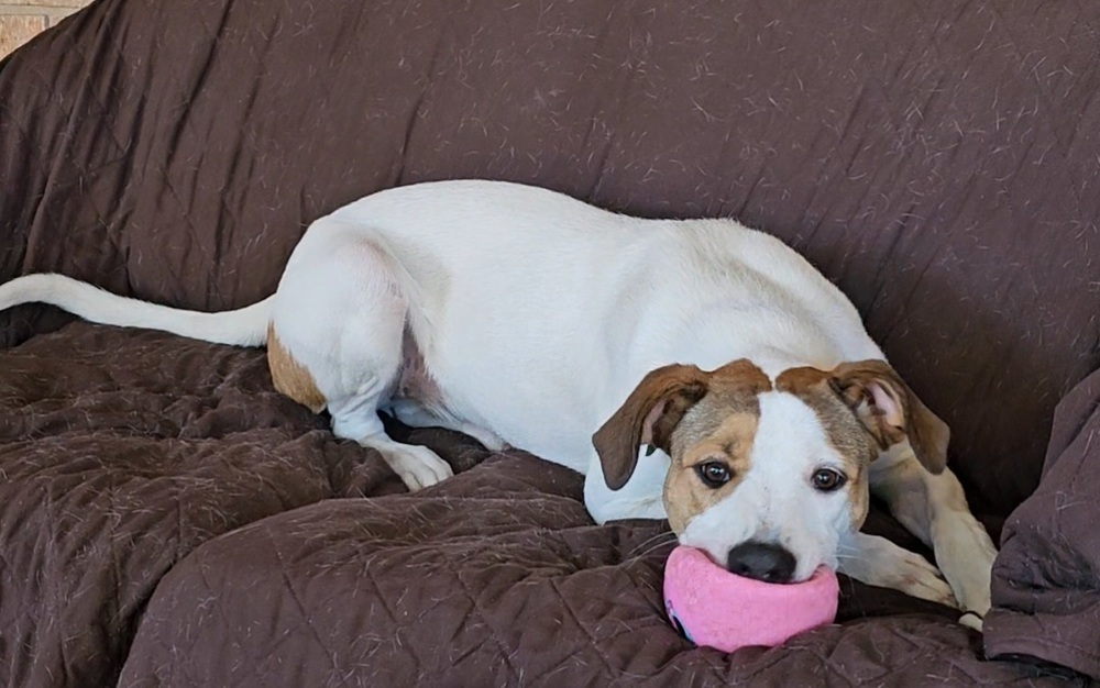 Bailey SC, an adoptable Labrador Retriever in San Angelo, TX, 76905 | Photo Image 1