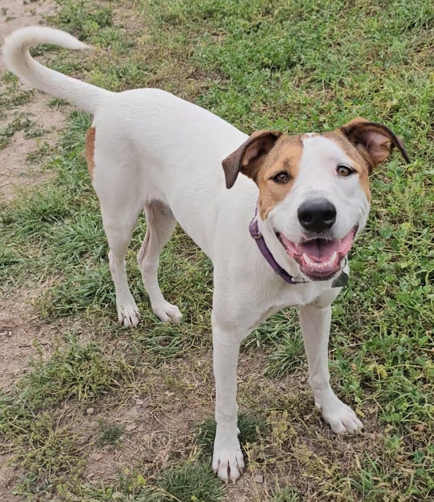 Bailey SC, an adoptable Labrador Retriever in San Angelo, TX, 76905 | Photo Image 3