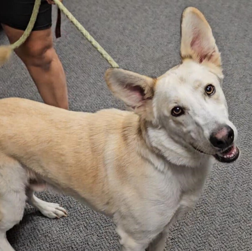 Kea SC, an adoptable Shepherd, Husky in San Angelo, TX, 76905 | Photo Image 1