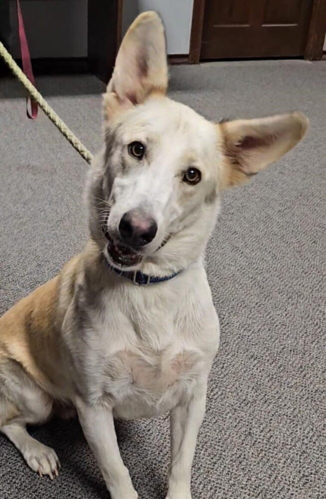 Kea SC, an adoptable Shepherd, Husky in San Angelo, TX, 76905 | Photo Image 2