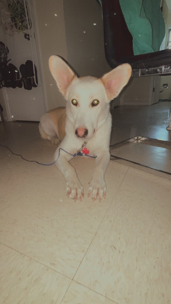 Kea SC, an adoptable Shepherd, Husky in San Angelo, TX, 76905 | Photo Image 3