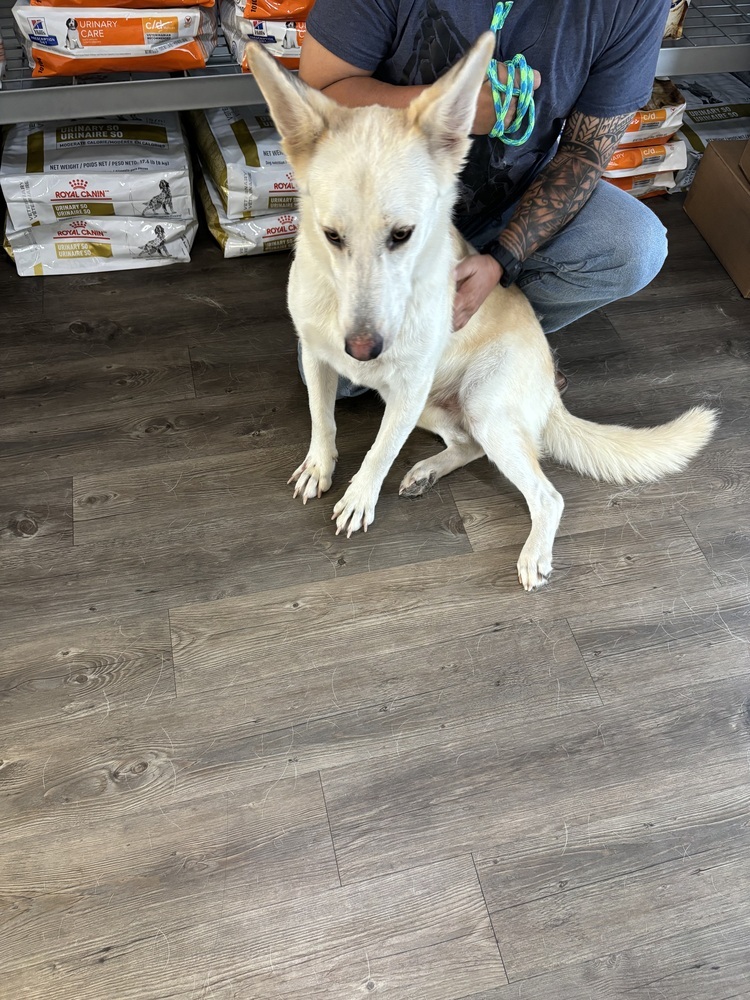 Kea SC, an adoptable Shepherd, Husky in San Angelo, TX, 76905 | Photo Image 5