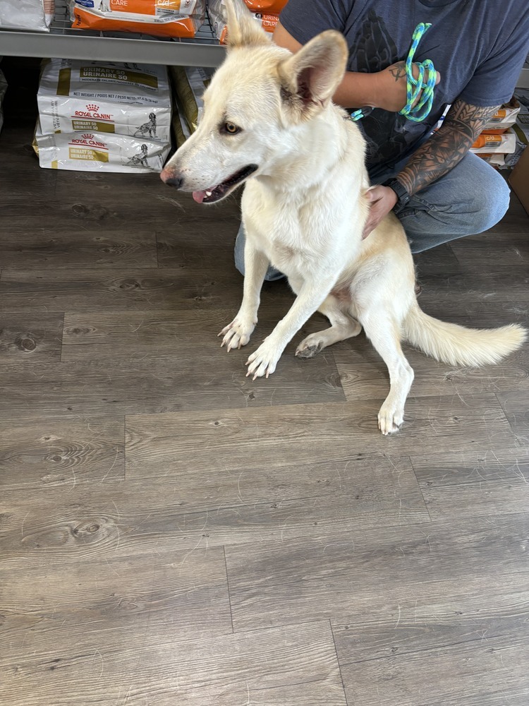 Kea SC, an adoptable Shepherd, Husky in San Angelo, TX, 76905 | Photo Image 6
