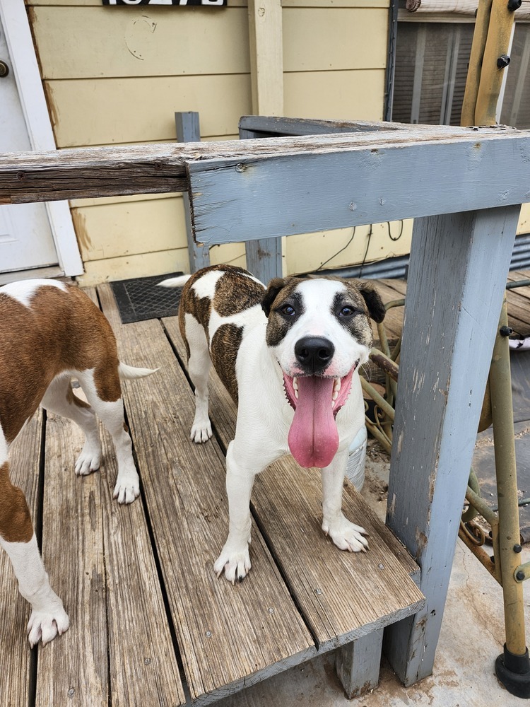 Aspen SC, an adoptable Greyhound in San Angelo, TX, 76905 | Photo Image 1