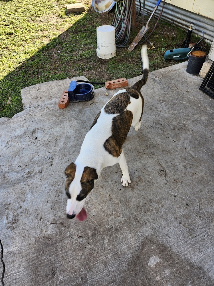 Aspen SC, an adoptable Greyhound in San Angelo, TX, 76905 | Photo Image 2