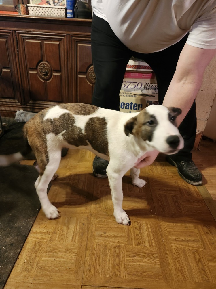 Aspen SC, an adoptable Greyhound in San Angelo, TX, 76905 | Photo Image 3