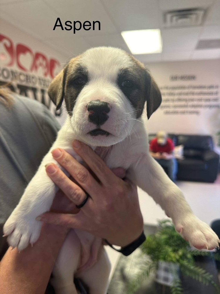 Aspen SC, an adoptable Greyhound in San Angelo, TX, 76905 | Photo Image 4