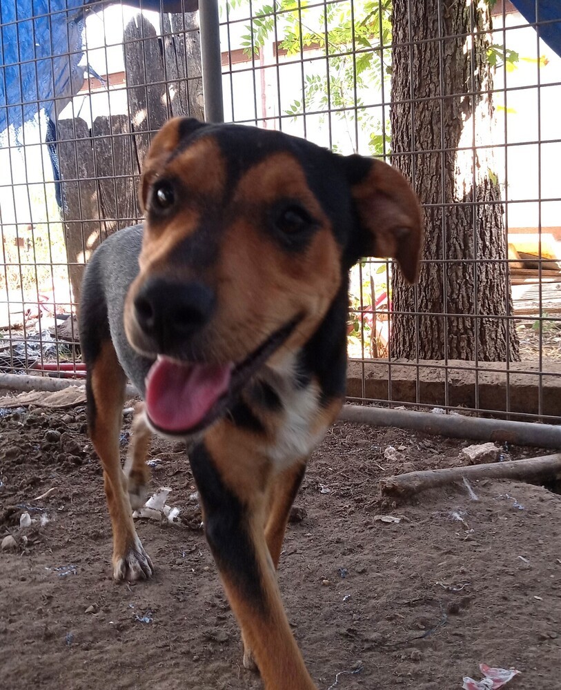 Chowon SC, an adoptable Shepherd, Australian Cattle Dog / Blue Heeler in San Angelo, TX, 76905 | Photo Image 1