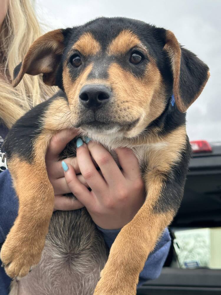 Chowon SC, an adoptable Shepherd, Australian Cattle Dog / Blue Heeler in San Angelo, TX, 76905 | Photo Image 2