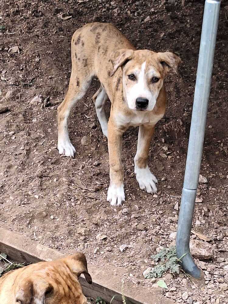 Lottie SC, an adoptable Mixed Breed in San Angelo, TX, 76905 | Photo Image 1