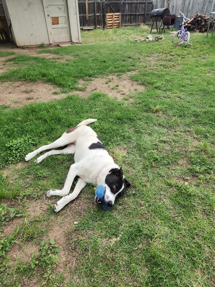 Adella SC, an adoptable Shepherd in San Angelo, TX, 76905 | Photo Image 1
