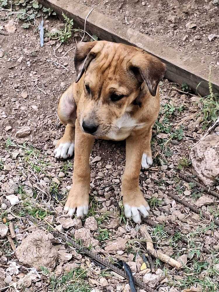 Lexi SC, an adoptable Mixed Breed in San Angelo, TX, 76905 | Photo Image 1