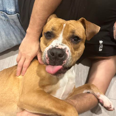 Fred (In Foster)