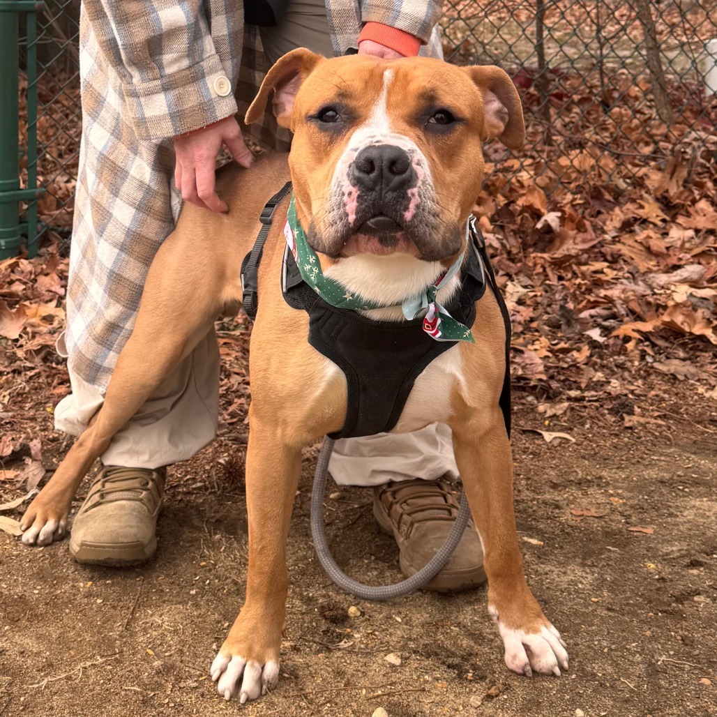 Fred (In Foster)