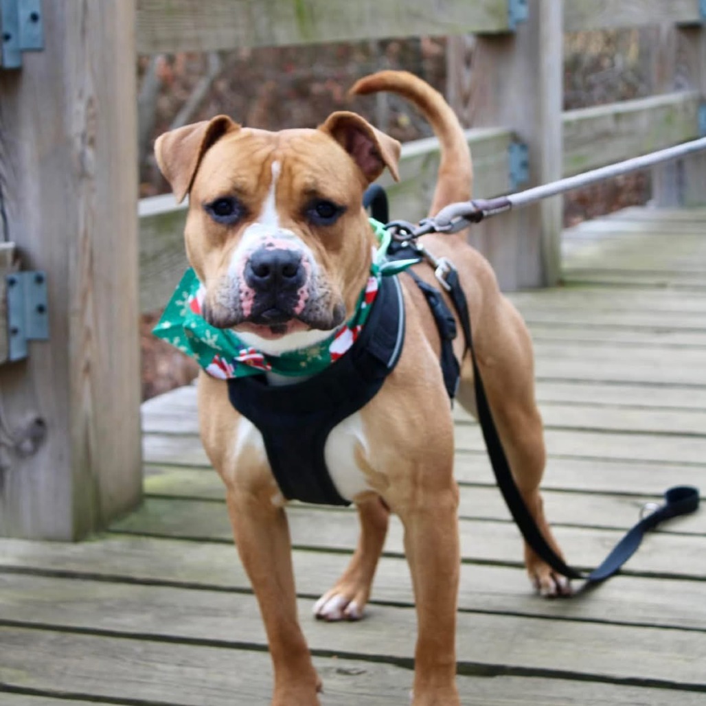 Fred (In Foster)
