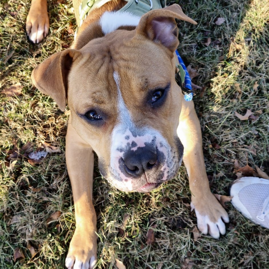 Fred (In Foster)