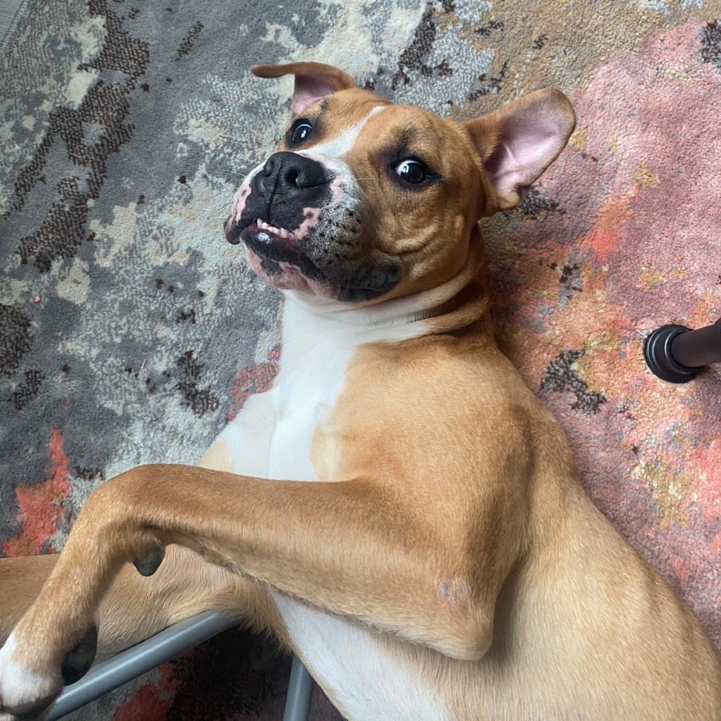 Fred (In Foster)