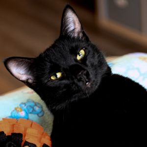 Ash, Young Female Domestic Short Hair