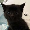 Ash photo 2