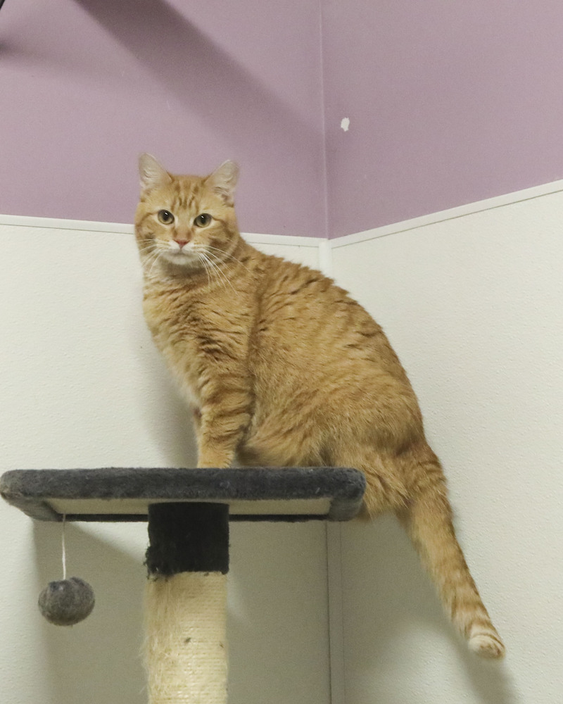 Henna, an adoptable Domestic Short Hair, Tabby in Westfield, WI, 53964 | Photo Image 1