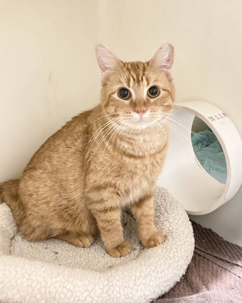 Henna, an adoptable Domestic Short Hair, Tabby in Westfield, WI, 53964 | Photo Image 2