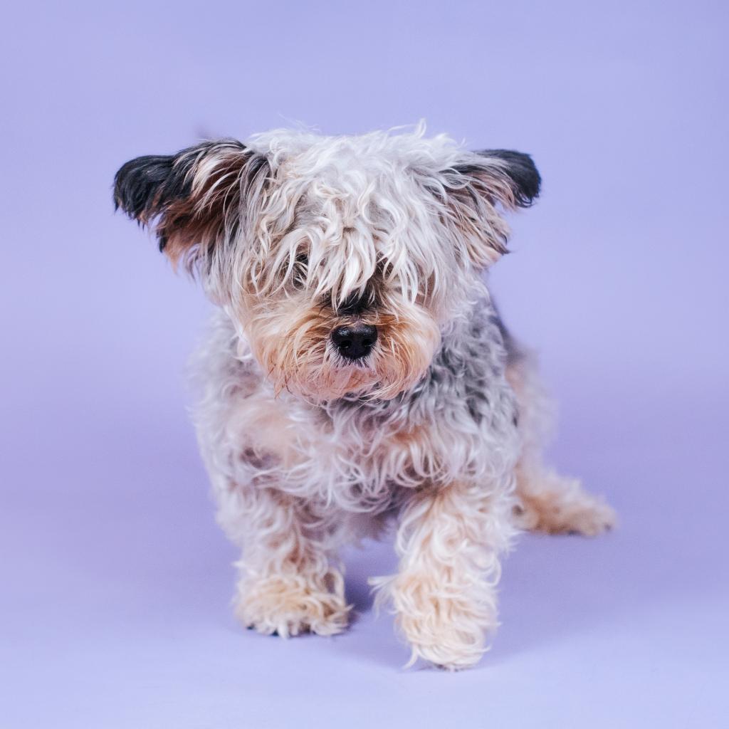 Angel, an adoptable Maltese in Northbrook, IL, 60062 | Photo Image 1