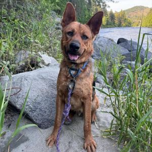Cash, Adult Male Shepherd
