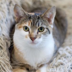 Nadia, Young Female Domestic Short Hair