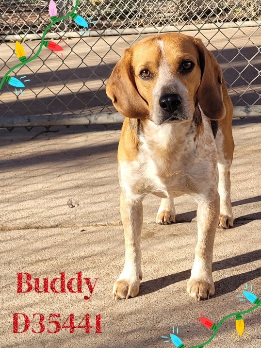 Buddy