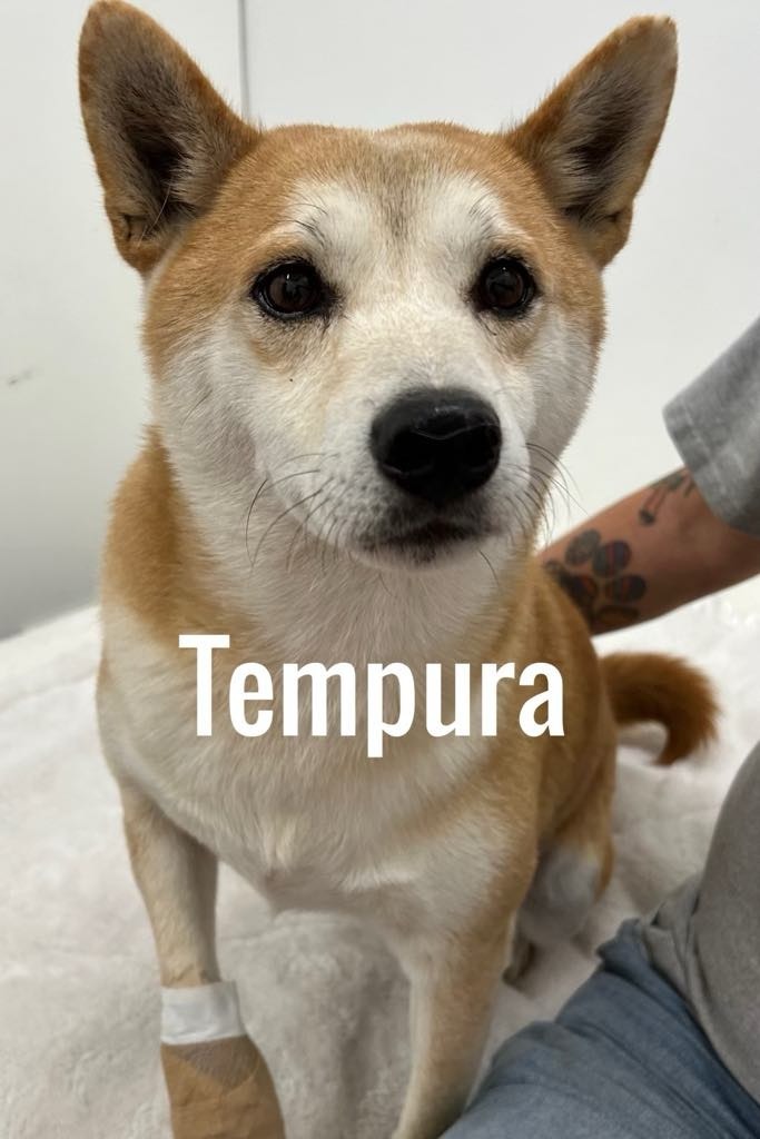 Tempura
