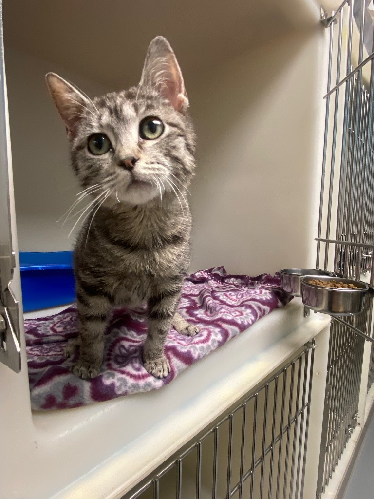 Bo Jingles, an adoptable Domestic Short Hair in Batesville, AR, 72501 | Photo Image 1