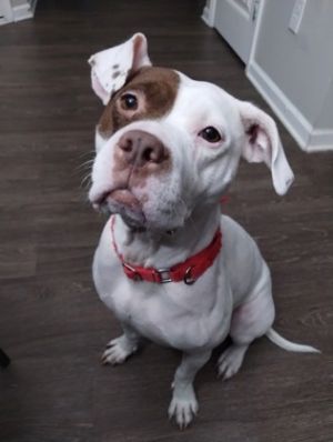 Barda Mixed Breed Dog