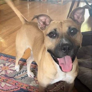 Fanboy, Adult Male Black Mouth Cur
