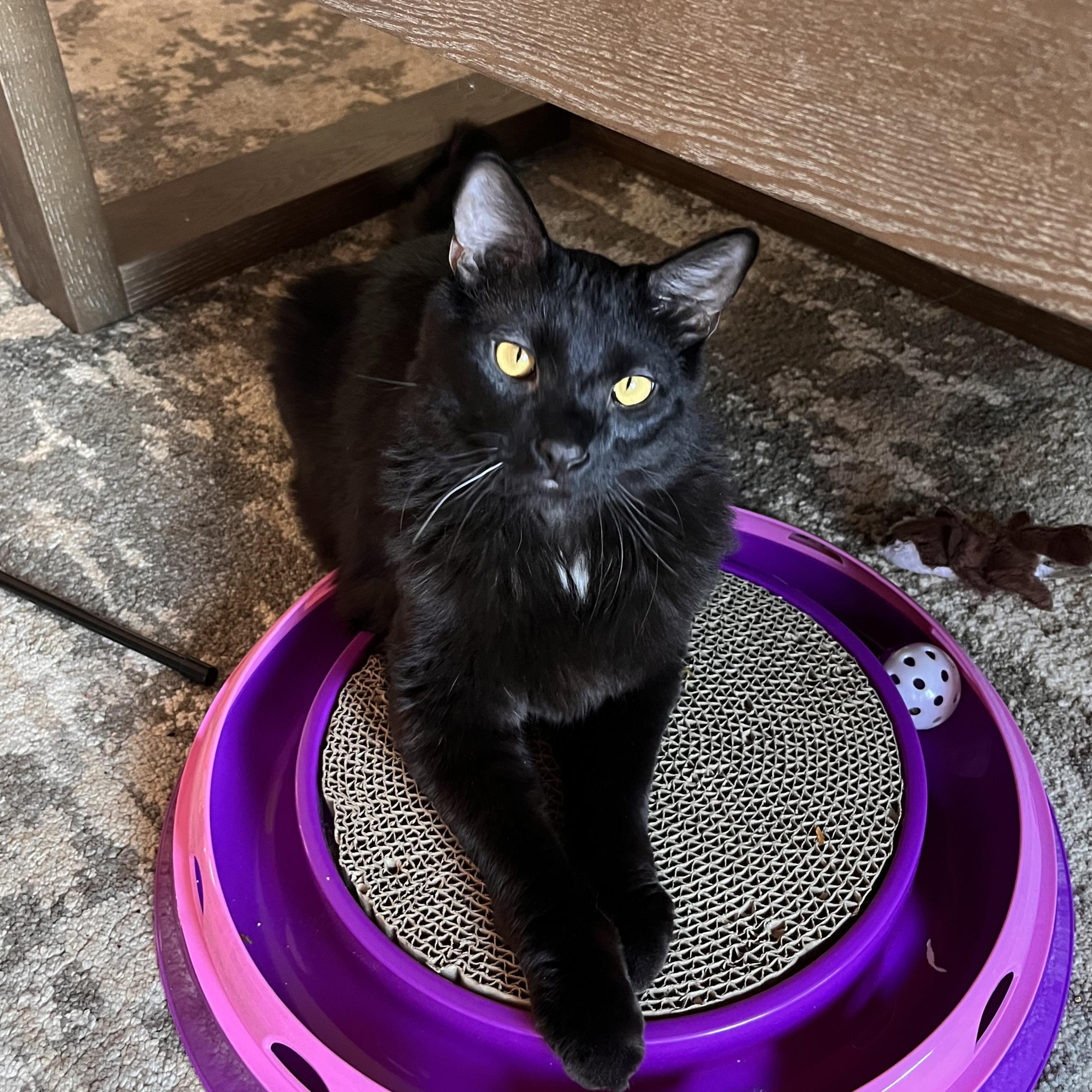 Elvis, an adoptable Domestic Short Hair in Santa Fe, NM, 87501 | Photo Image 1