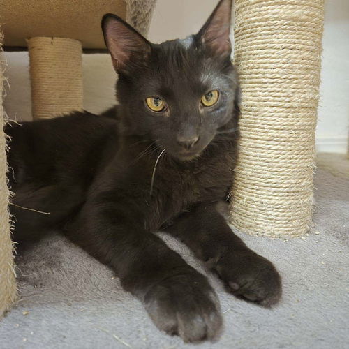 Elvis, an adoptable Domestic Short Hair in Santa Fe, NM, 87501 | Photo Image 2