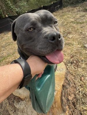 Shocka - IN FOSTER Mixed Breed Dog