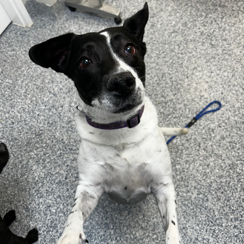 Elsa, an adoptable Mixed Breed in Great Falls, MT, 59404 | Photo Image 1