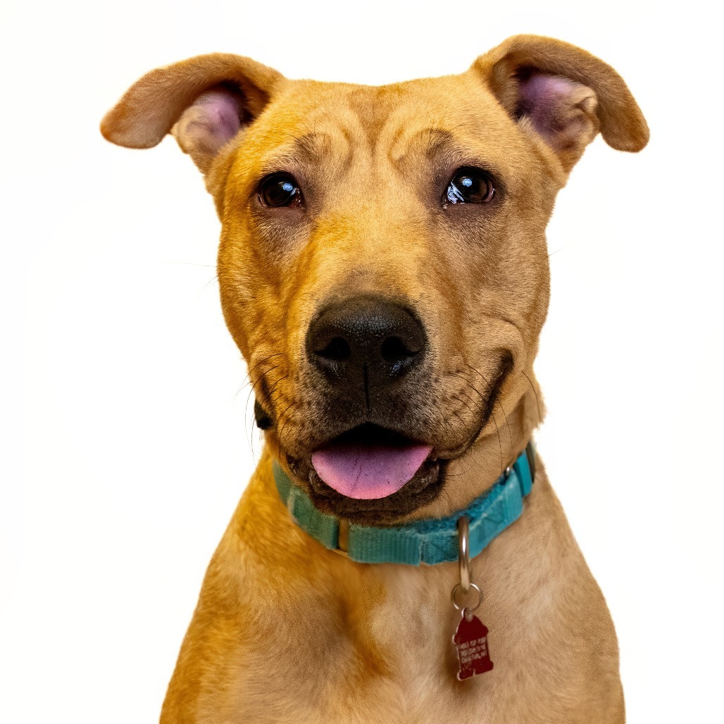 Baby, an adoptable Mixed Breed in Great Falls, MT, 59404 | Photo Image 1