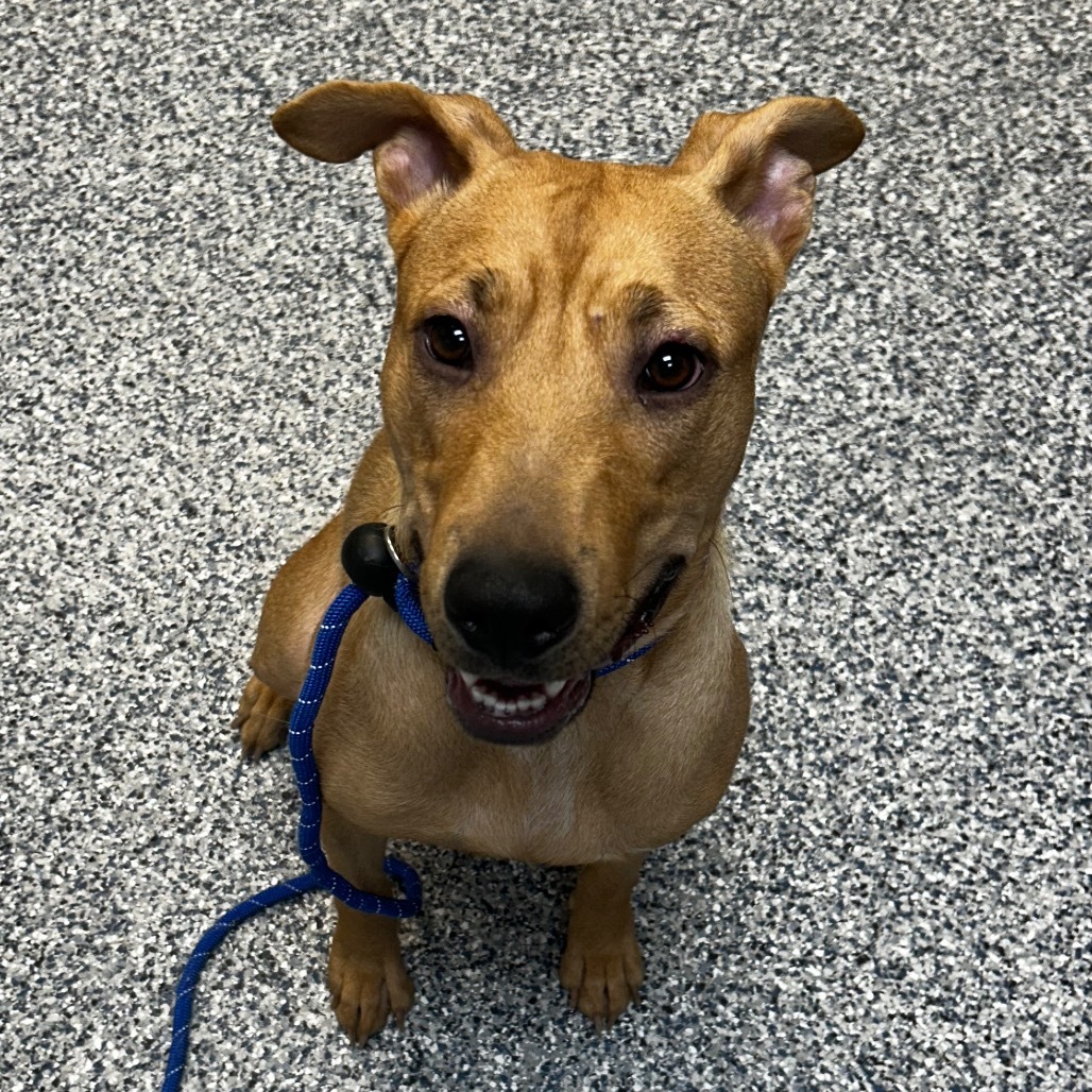 Baby, an adoptable Mixed Breed in Great Falls, MT, 59404 | Photo Image 2
