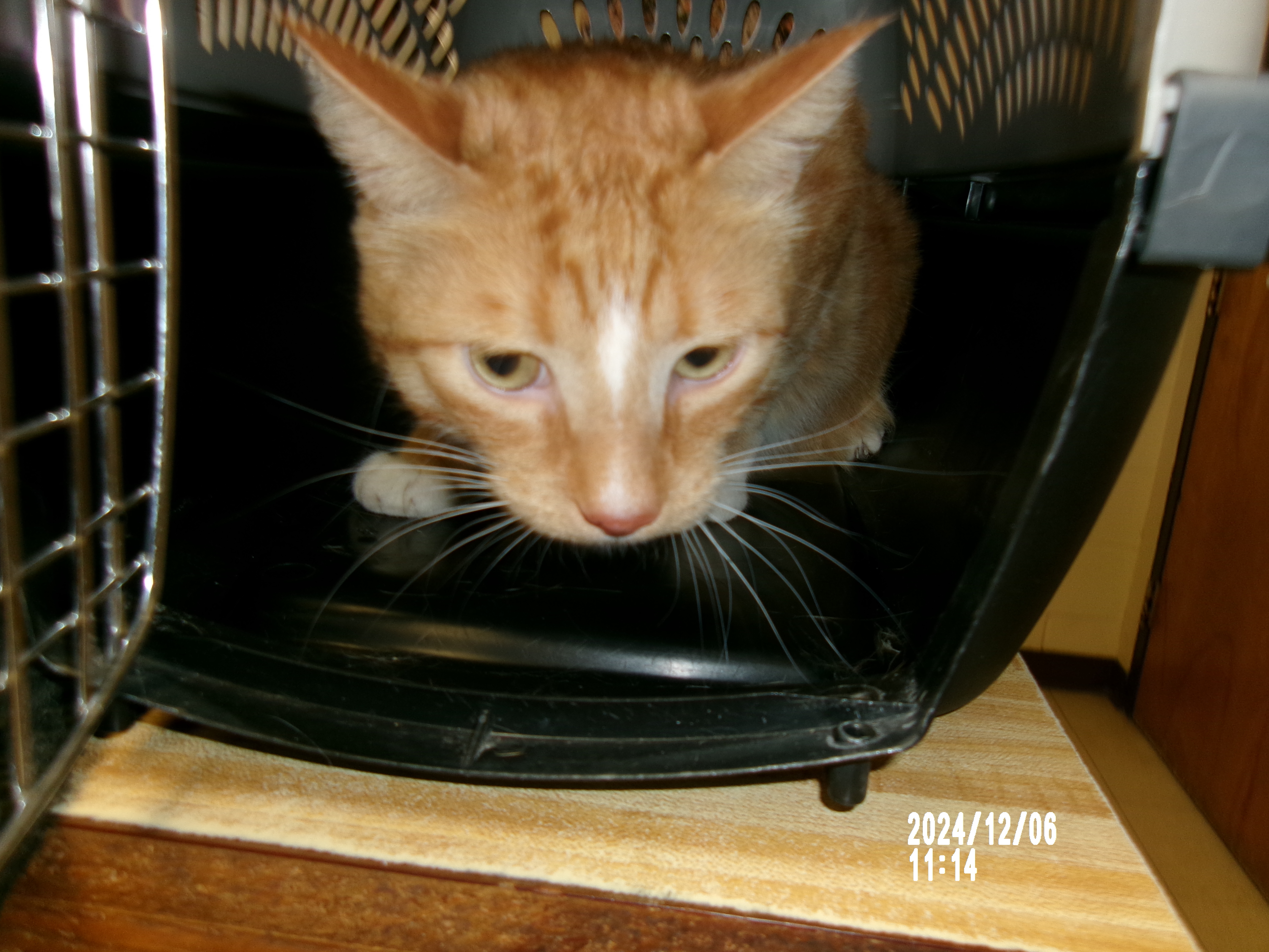 Charlie *, an adoptable Domestic Short Hair in Clovis, NM, 88101 | Photo Image 1